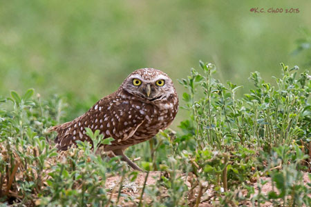 Burrowing Owl