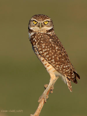 Burrowing Owl