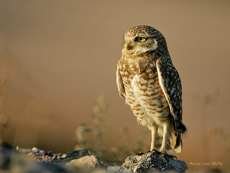 Burrowing Owl