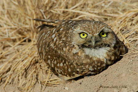Burrowing Owl