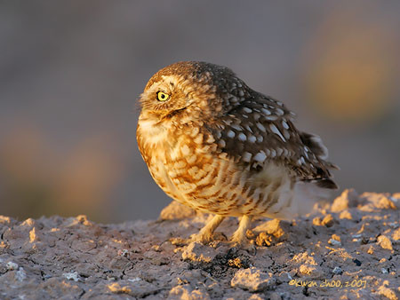 Burrowing Owl
