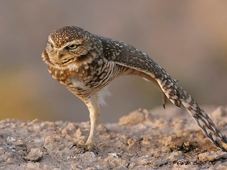 Burrowing Owl