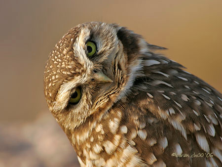 Burrowing Owl