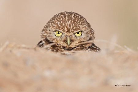 Burrowing Owl