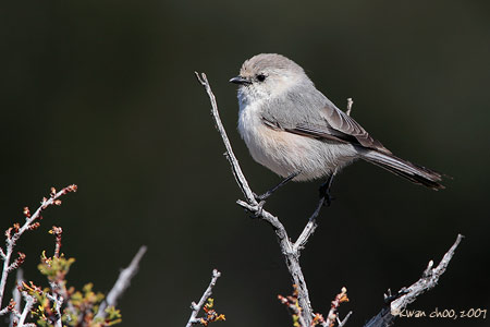 Bushtit