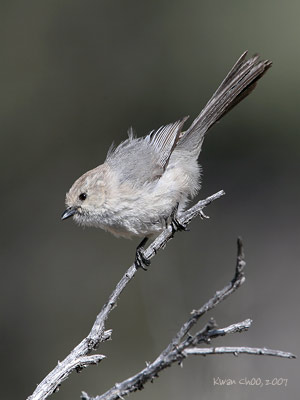 Bushtit