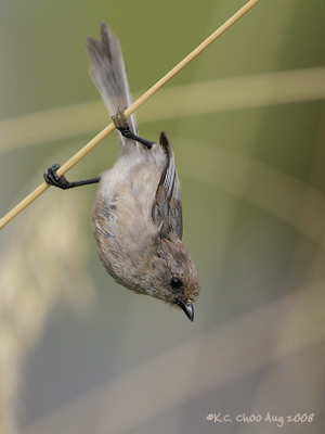 Bushtit