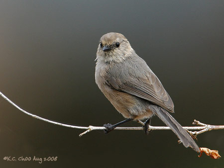 Bushtit
