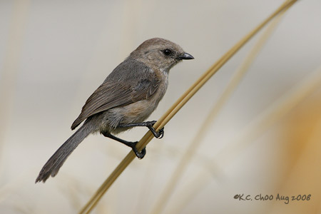 Bushtit