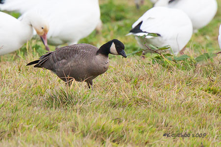 Cackling Goose