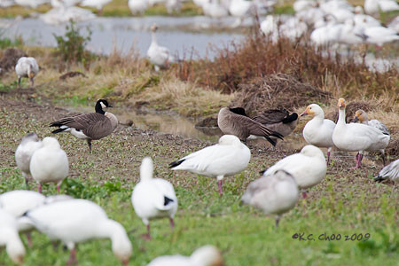 Cackling Goose
