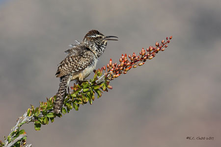 Cactus Wren