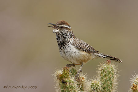 Cactus Wren