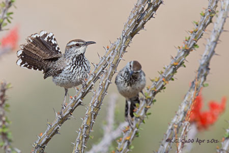 Cactus Wren