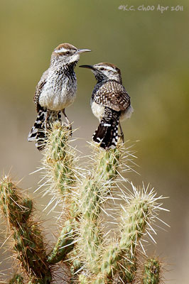 Cactus Wren