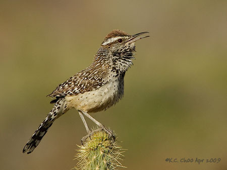 Cactus Wren