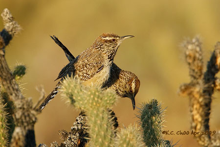 Cactus Wren