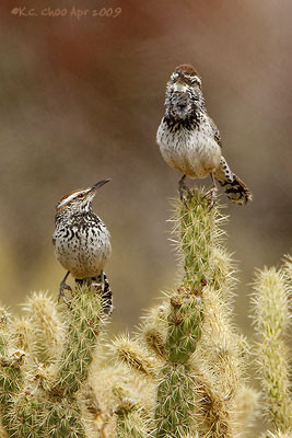 Cactus Wren