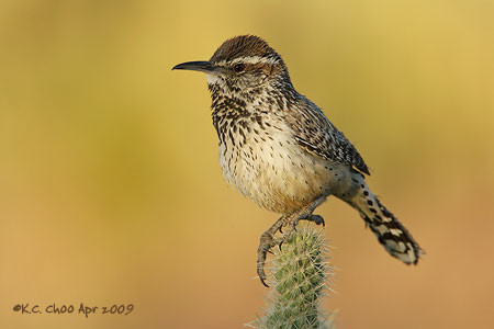 Cactus Wren