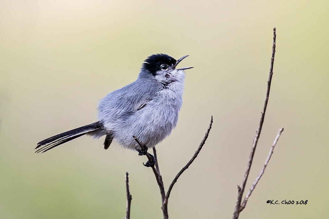 California Gnatcatcher
