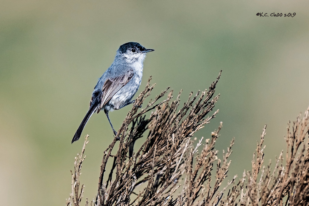 California Gnatcatcher