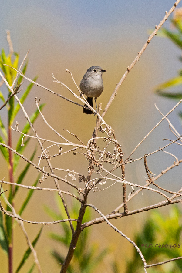 California Gnatcatcher
