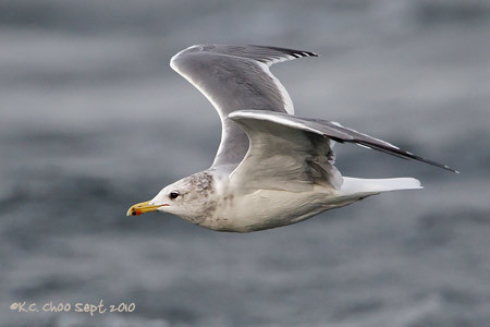California Gull
