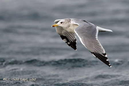 California Gull