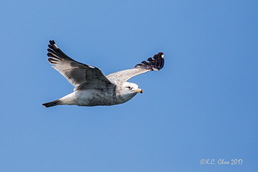 California Gull