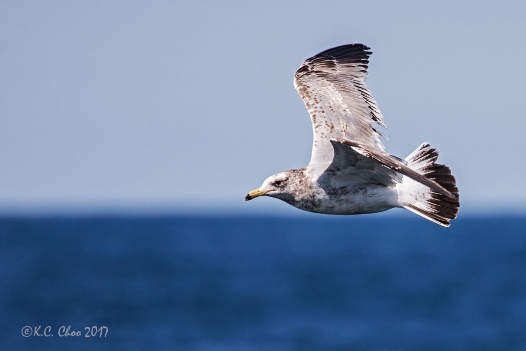 California Gull