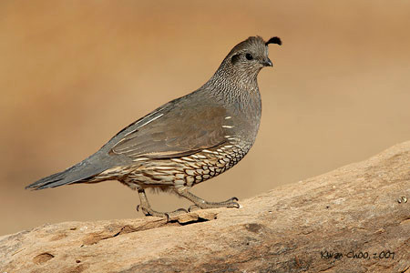California Quail