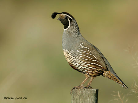 California Quail