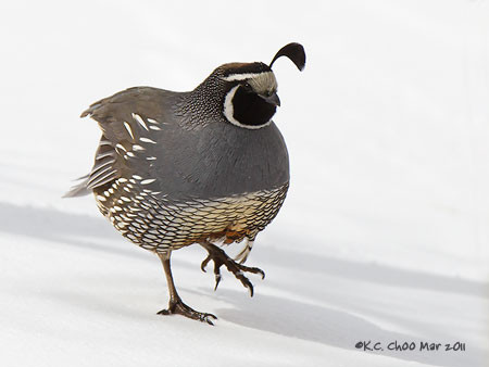 California Quail