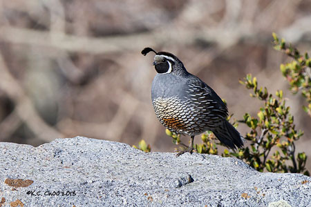 California Quail