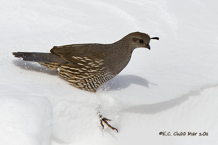 California Quail