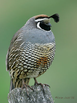 California Quail