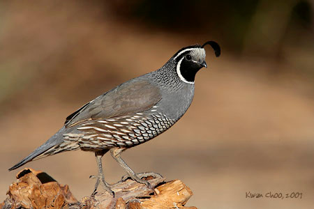 California Quail