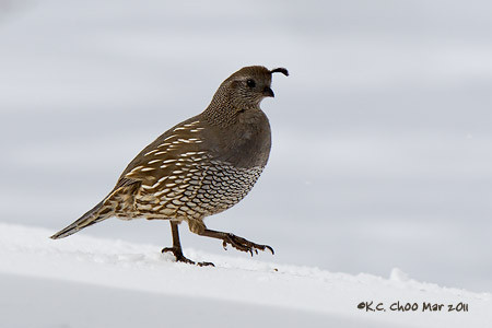 California Quail