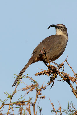 California Thrasher