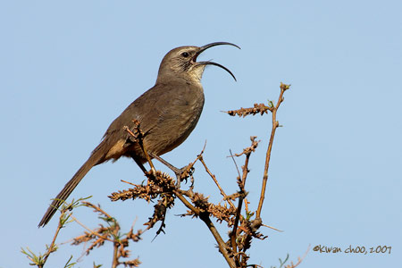 California Thrasher