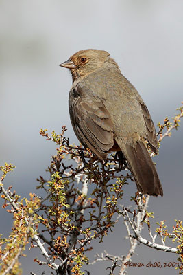 California Towhee