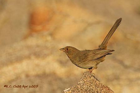 California Towhee