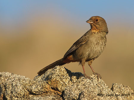 California Towhee