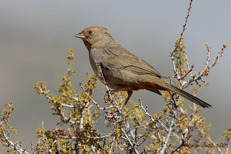 California Towhee