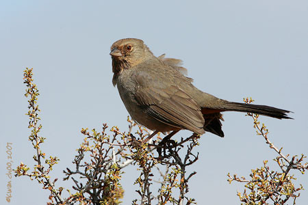 California Towhee