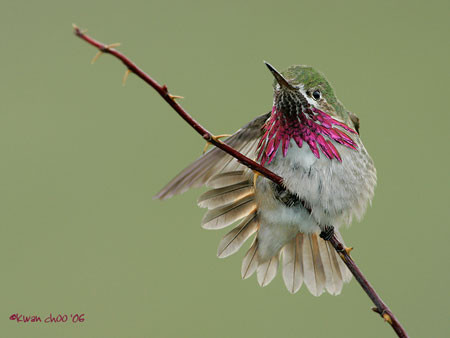 Calliope Hummingbird
