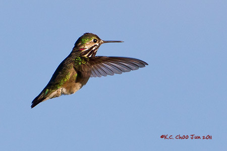 Calliope Hummingbird