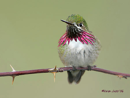 Calliope Hummingbird