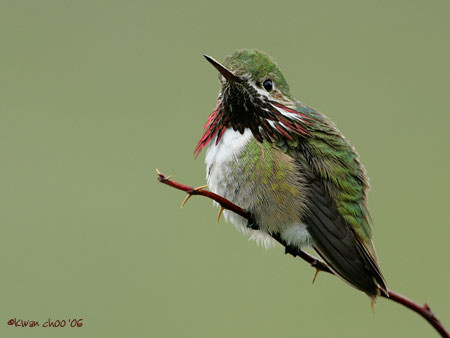 Calliope Hummingbird