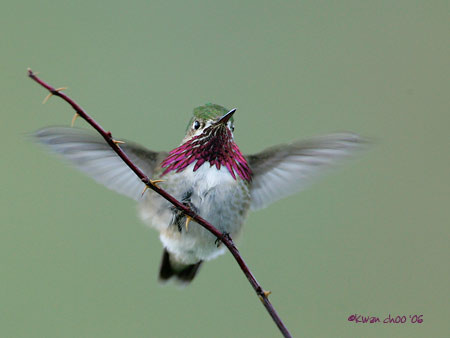 Calliope Hummingbird